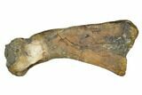Fossil Thescelosaurus Metatarsal - Montana #176535-2